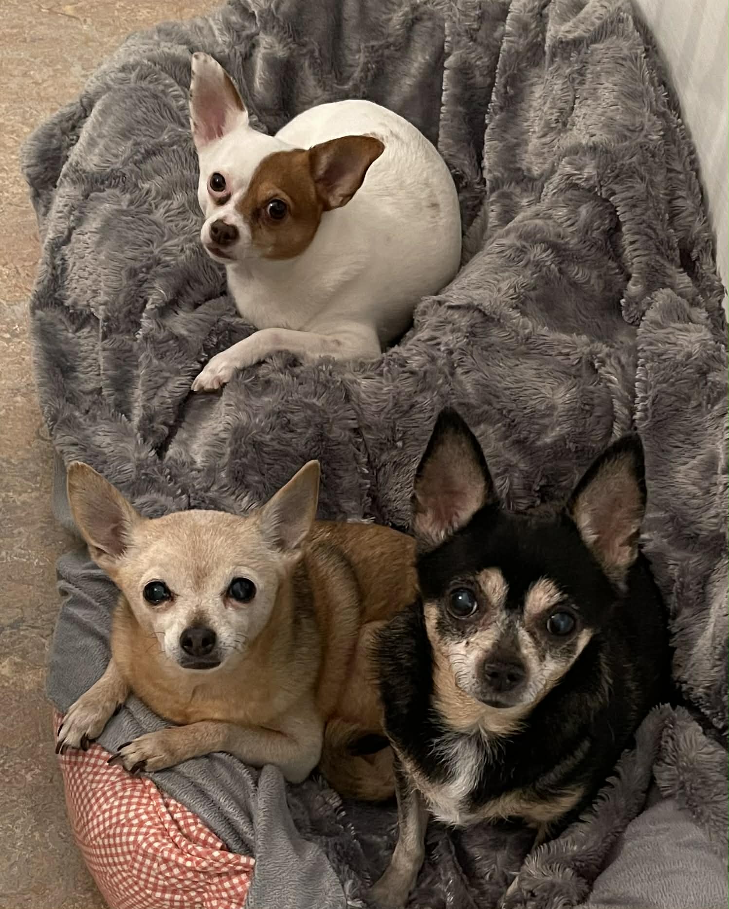 The Girls